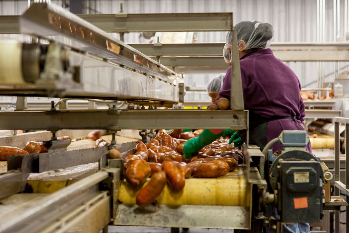 Altho Brets à Noyal-Pontivy : ce que la nouvelle usine de chips dit de la montée en capacité